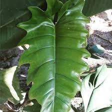 Philodendron Wf Plantas Da Amazonia Em 2020 Filodendro Plantas Arvores Frutiferas