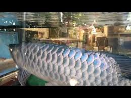Malaysia Golden Arowana Champion Youtube Betta Fish Champion Fish