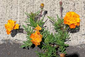 Image result for Tagetes erecta