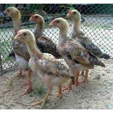 , jual telur ayam langsung dari peternak, jual telur ayam laga, harga telur ayam lehor hari ini, harga , jual telur ayam horen harga grosir & eceran kabupaten demak jawa tengah, jual telur ayam hutan. Jual Doc Ayam Philipin Asli Surya Telur Jember Jawa Timur Indonetwork