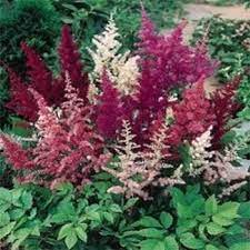 Astilbe Seeds Astilbe Arendsii Flower Seed Mixtures Flowers Perennials Flower Seeds Perennials