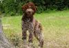 Lagotto Romagnolo Dog Breed Information