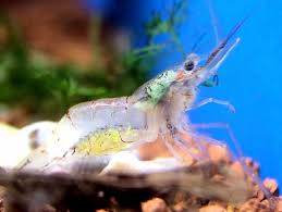 Well, they are best bought in batches. Ghost Shrimp Care Guide Size Tank Mates Lifespan Diet