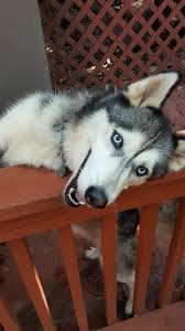 Free to a good home. Dog For Adoption Shadow A Siberian Husky In Ellijay Ga Petfinder