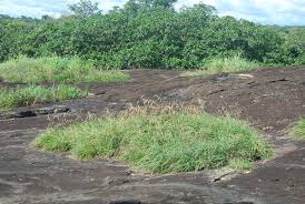 Image result for Styppeiochloa