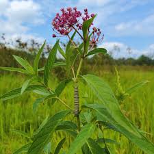Image result for Asclepias foliosa
