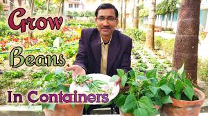 Plant the seeds an inch (2.5 cm.) deep and provide even moisture until the seeds germinate. Grow Huge Number Of Beans In Containers Most Easily Grow Bush Bean At Home Youtube