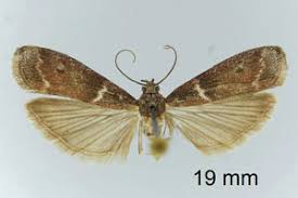 Image result for Cryptoblabes bistriga