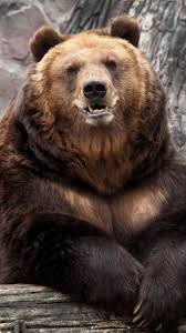 Google Bear Zoo Bear Wallpaper Brown Bear