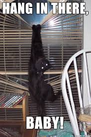Hang In There Baby Cat Meme