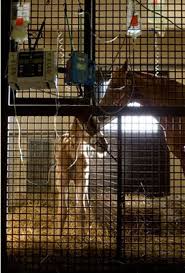 Pin By Lucas Equine Equipment On Snapshots Of Our Customer S Barns Custom Horse Stalls Horse Stalls Animal Medicine