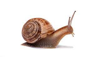 Sigue acá caracol en vivo. 93 082 Caracol Fotos Libres De Derechos Y Gratuitas De Dreamstime