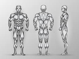Normally, the abdomen and groin are kept separate by a wall of muscle and tissue. Man Body Anatomy Front Back Side Stock Illustrations 147 Man Body Anatomy Front Back Side Stock Illustrations Vectors Clipart Dreamstime