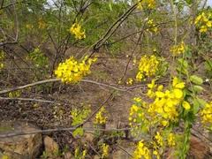 Image result for Cassia sieberiana