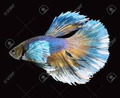 'rainbow halfmoon betta pet fish' poster by catxel. Betta Fish Siamese Fighting Fish Betta Splendens Dumbo Halfmoon Stock Photo Picture And Royalty Free Image Image 44426572