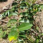 Image result for Zanthoxylum usambarense