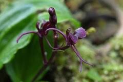Image result for Bulbophyllum expallidum