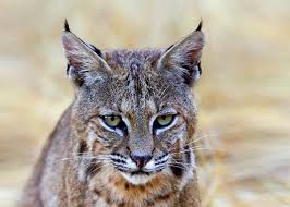 Bobcat Rancho San Antonio By Steve Ammann Animals Places In California San Antonio