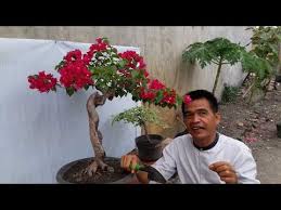 Sebabnya tidak lain sebab penjaannya sangat gampang. 40 Cara Membuat Bonsai Bunga Bougenville Cahunit Com