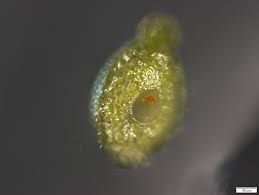 Image result for Wolffia