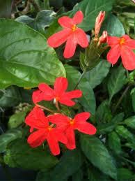 Image result for Crossandra nilotica