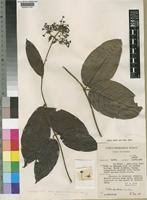 Image result for Rutidea