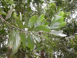 Image result for Acacia mangium