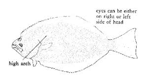 California Marine Sportfish Identification Flatfishes