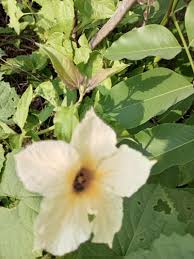 Image result for Momordica enneaphylla