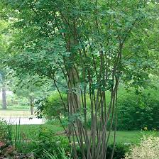 We did not find results for: Alder Leaved Serviceberry Finegardening Garden Shrubs Plants Privacy Plants