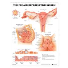 Image result for female sex organ