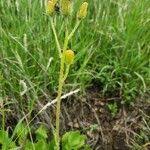 Image result for Crassocephalum picridifolium