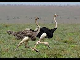 When threatened or attempting to outrun a predator, the ostrich is capable of reaching even greater speeds. Ostrich Run Youtube