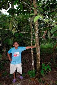 Image result for Metteniusaceae