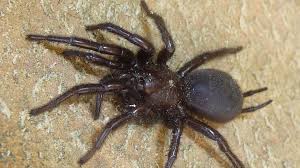 Mais nous, la question que l'on se pose vraiment, c'est si l'on peut dire que celles et ceux se vantant d'avoir fait le tour du monde sont des menteurs, étant. Confines Avec Une Araignee Geante Ils Appellent A L Aide