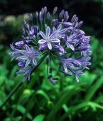 Image result for Agapanthus praecox