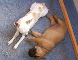 We do not simply produce puppies for anybody. Boerboel Puppies For Sale Boerboel Breeders Mastiff Boerboel Pups