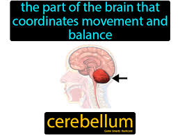 Cerebellum Flashcard 7th Grade Science In 2020 Science Flashcards Science Student Flashcards