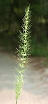 Image result for Setaria kagerensis