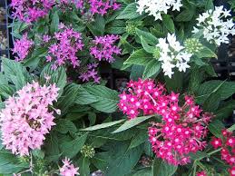 Check spelling or type a new query. Pentas Mixed Pentas Lanceolata Michael A Gilkey Inc
