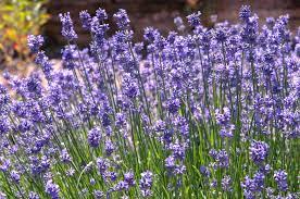 But not all perennials are alike. 15 Best Zone 7 Plants To Put In Your Garden
