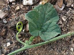 Image result for Cucumis prophetarum