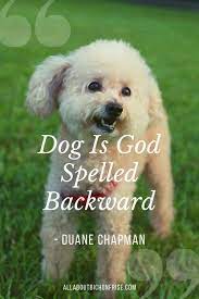 You impose this upon yourself, never understanding that for most ordinary people, you yourself are one of. Pin On Adorable Pooches