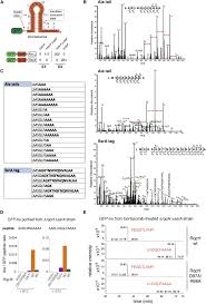 Check spelling or type a new query. Alanine Tails Signal Proteolysis In Bacterial Ribosome Associated Quality Control Sciencedirect