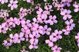 Image result for Aeschynomene mossoensis