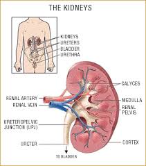 7 Best Herbs For Kidney Cleansing Kidney Cleanse Remedies Kidney Detox Cleanse Kidney Cleanse Kidney Disease Diet