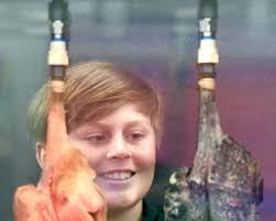 Honeymoon' over for museum's butterflies