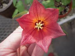 Image result for Canarina