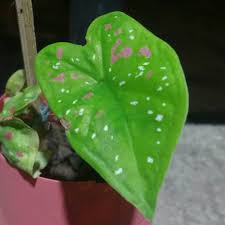 There is no better way to add c o l o r back into your landscape than with top quality caladium bulbs!! Caladium Bicolor Florida Clown Elephant Ear Florida Clown Uploaded By Shaz831