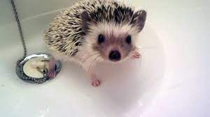 Lots of sniffs and feetsies. Baby Hedgehog Takes Bath Youtube